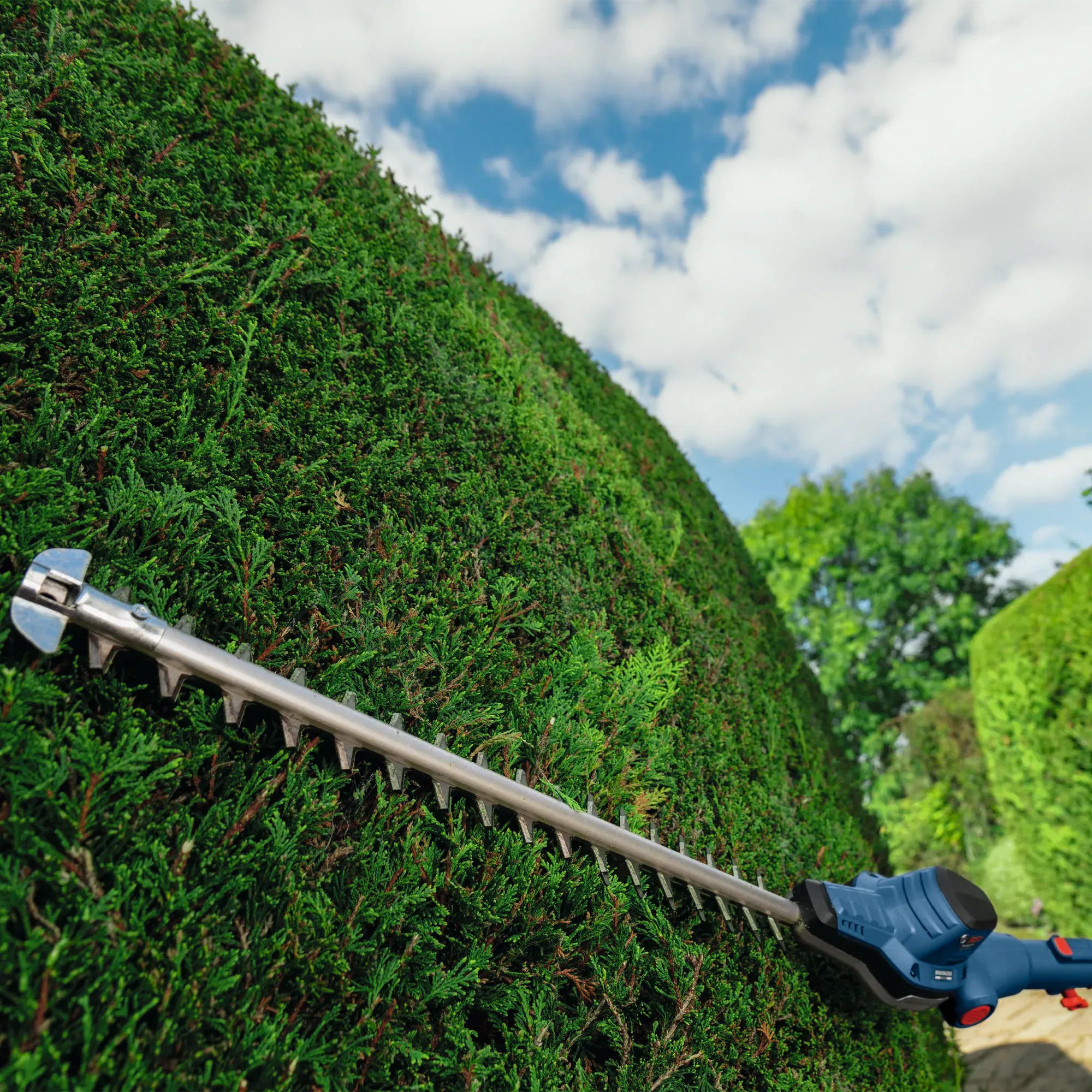 The 20-inch cutting assembly of the Bosch pole hedge trimmer moves smoothly along the perimeter wall of a large, dense evergreen privacy shrub, executing clean sweeps for pristine landscape maintenance.