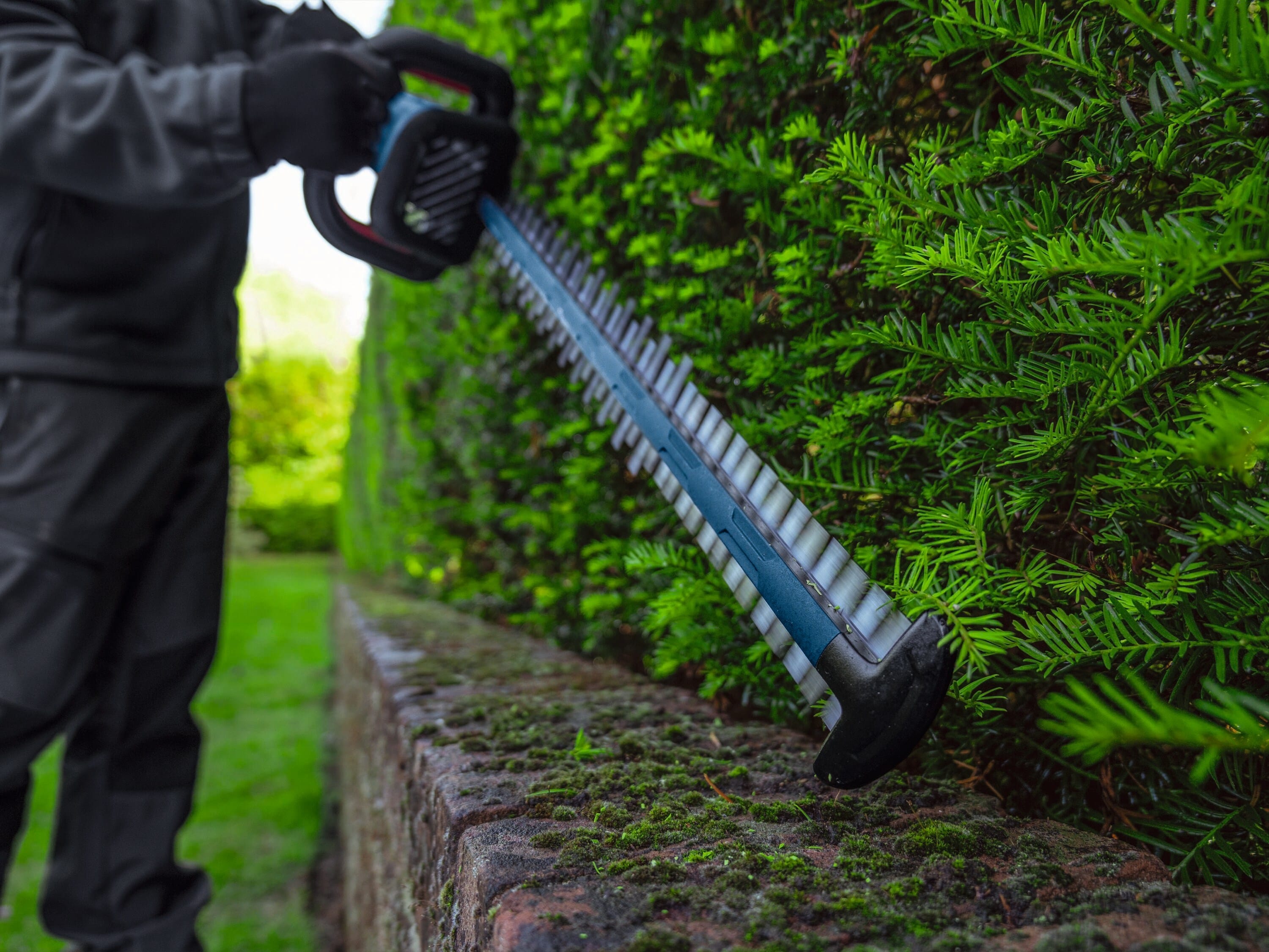 An operational action shot of a landscaper wearing dark work trousers and gloves using the Bosch cordless hedge trimmer to square off the side of a tall, dense green yew hedge row, guiding the 24-inch dual-action blade precisely parallel along a mossy brick retaining wall.