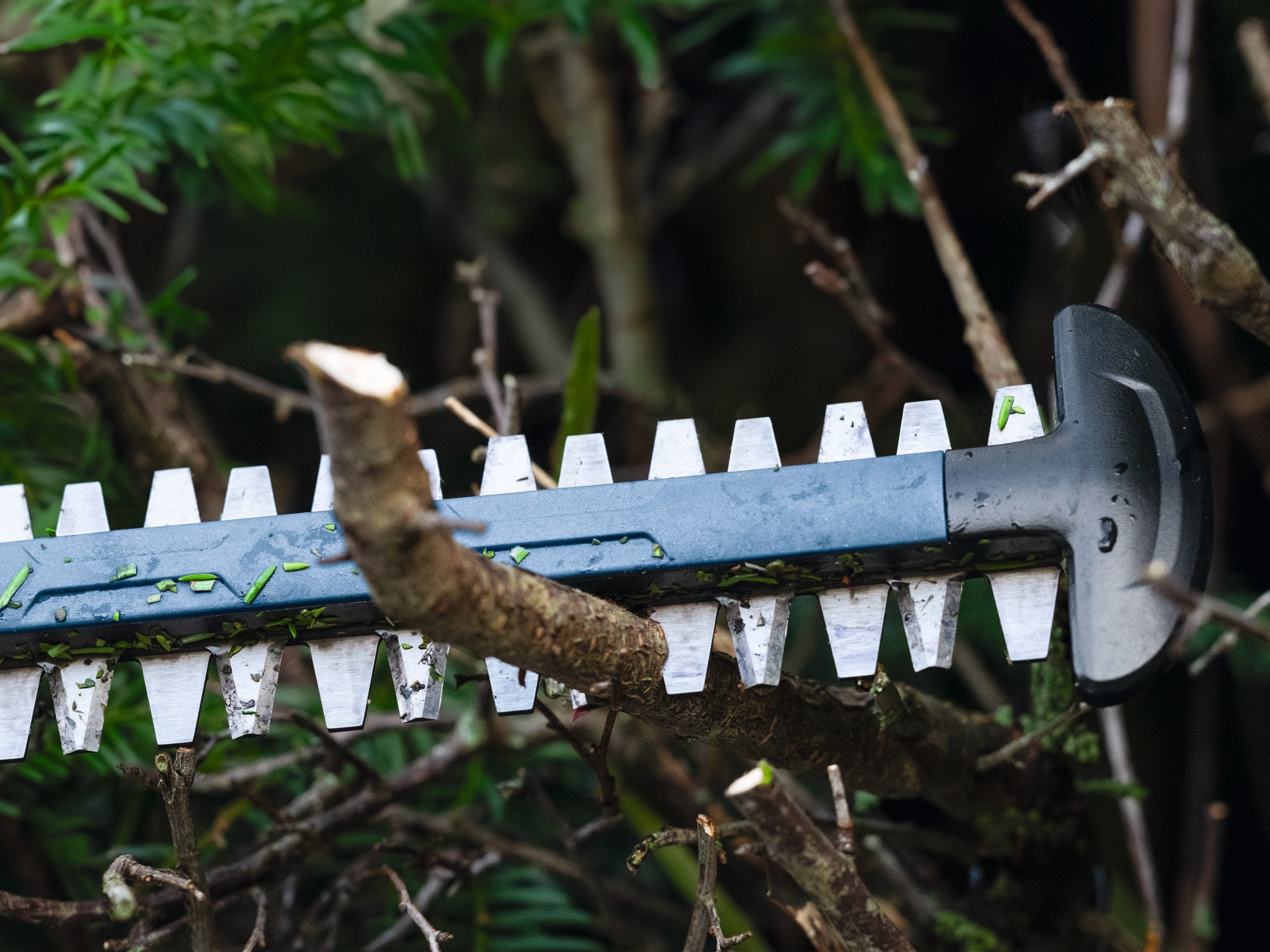 A macro close-up shot focusing directly on a thick, dense woody tree branch positioned inside the reciprocating silver steel teeth of a dual-action hedge trimmer blade right next to the protective black metal blade tip guard.