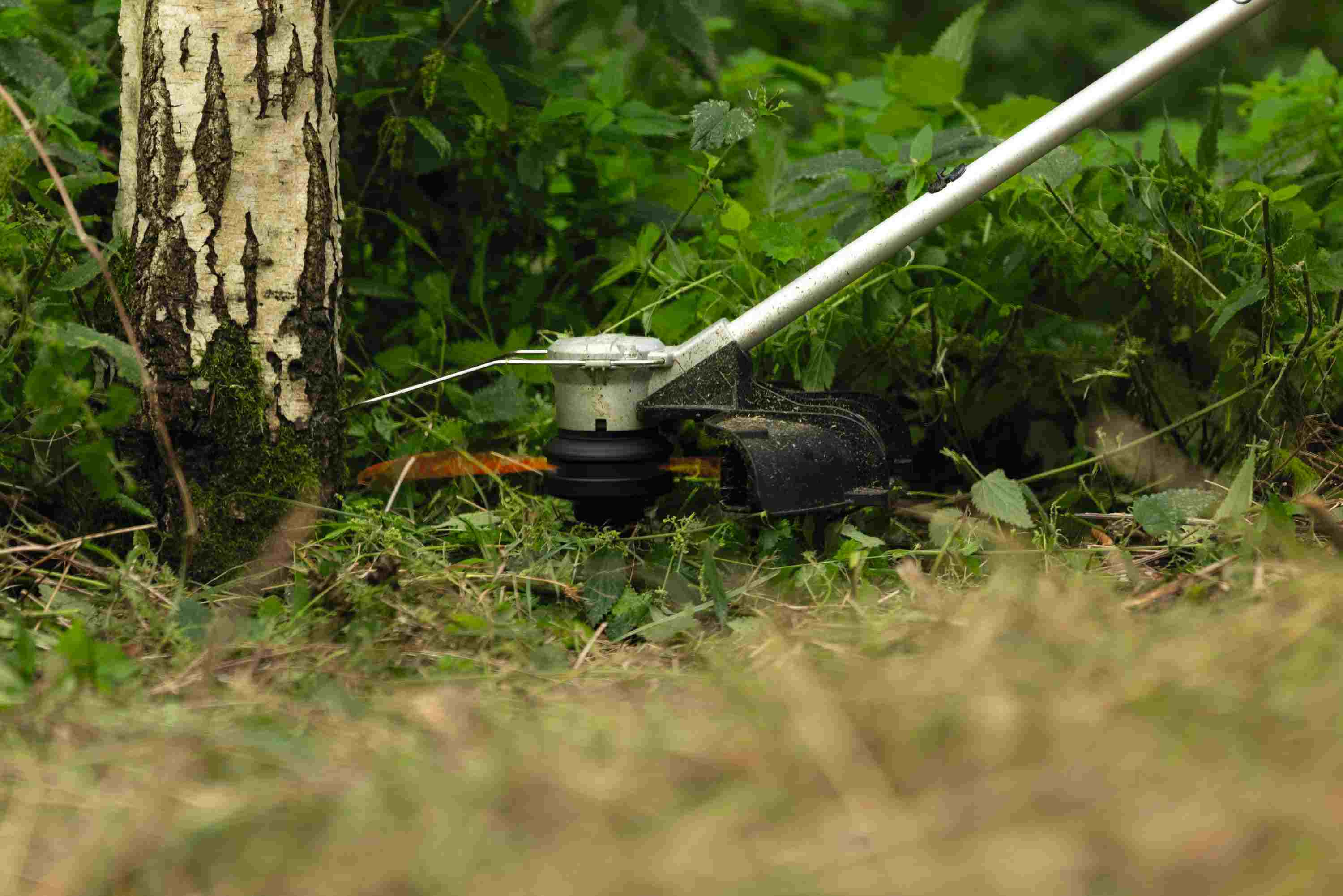 The Bosch 18V PROFACTOR string trimmer head trimming grass closely around a large tree trunk, demonstrating the effectiveness of the anti-tangle system and the integrated wire guard for protecting vegetation.