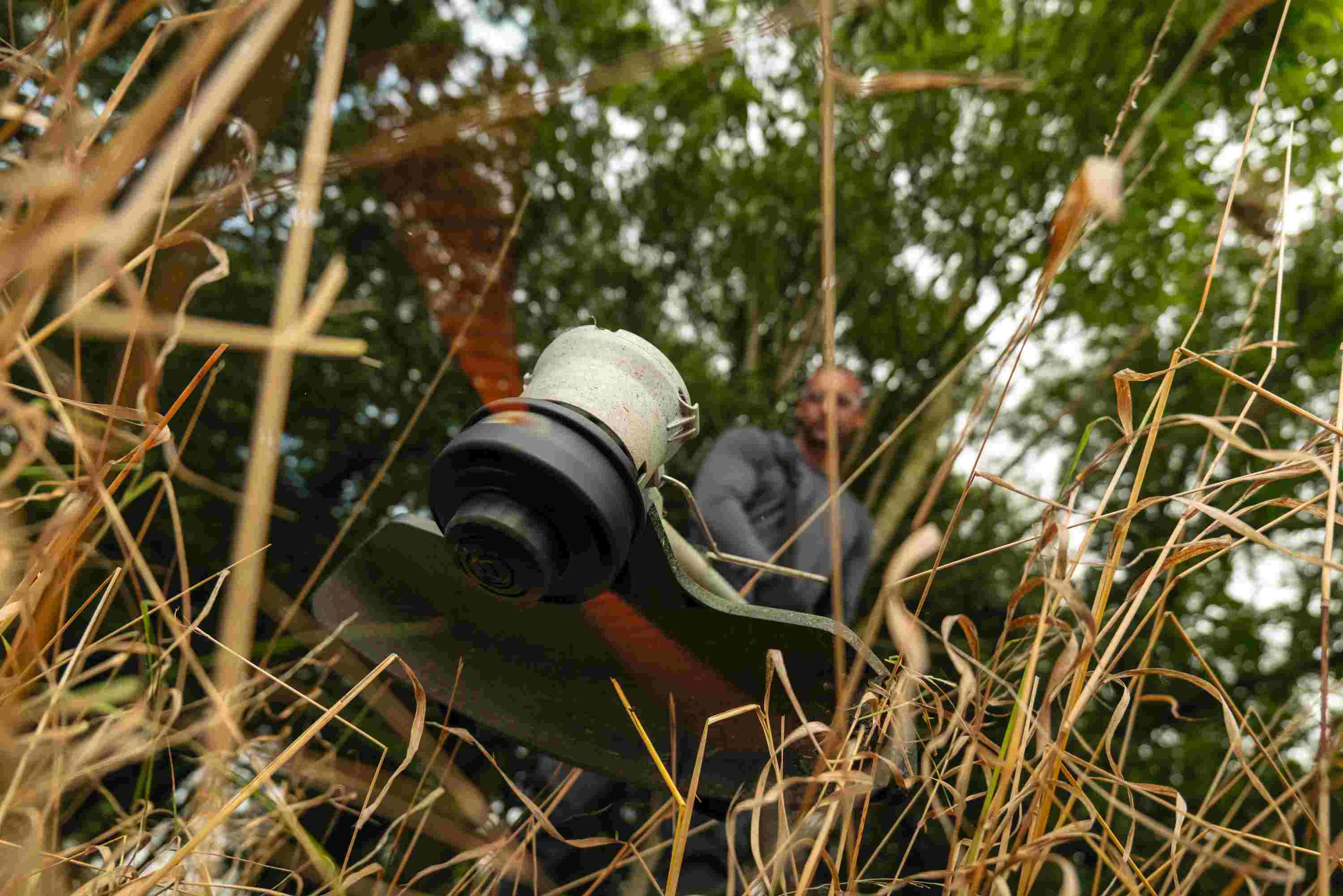 A low-angle action shot looking through tall, dry brush at the Bosch 18V string trimmer, demonstrating the tool's 16 inch cutting swath and ability to tackle overgrown vegetation in difficult terrain.