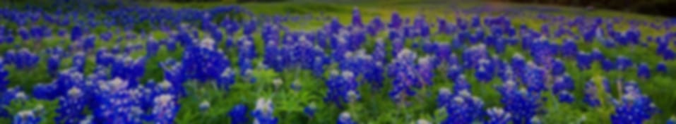 Field of bluebonnet flowers in a wide landscape view